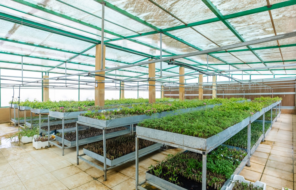 Advanced plant propagation
