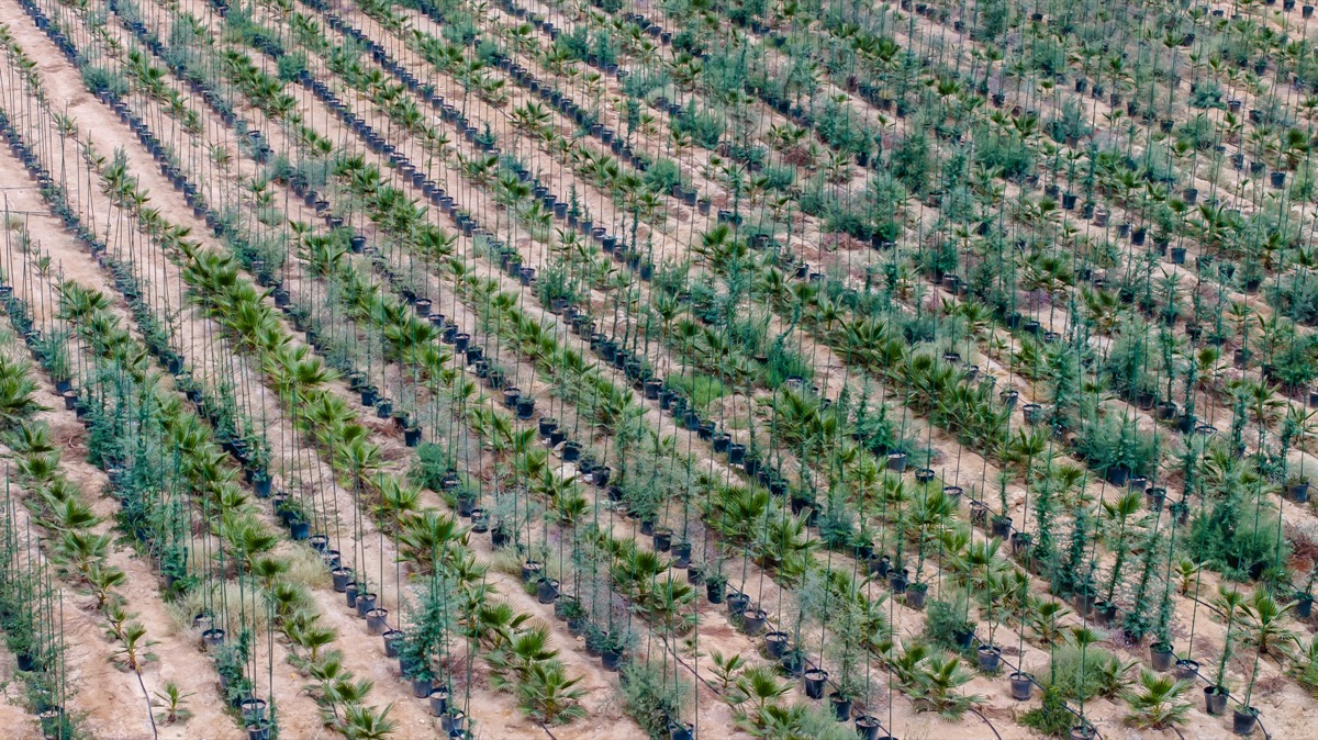 Plant Production and Specialization