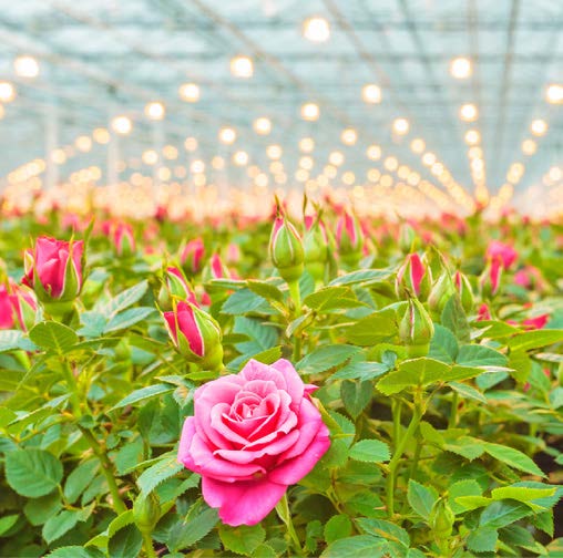 Dutch rose