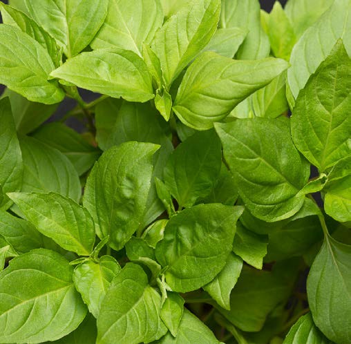 Ocimum basilicum