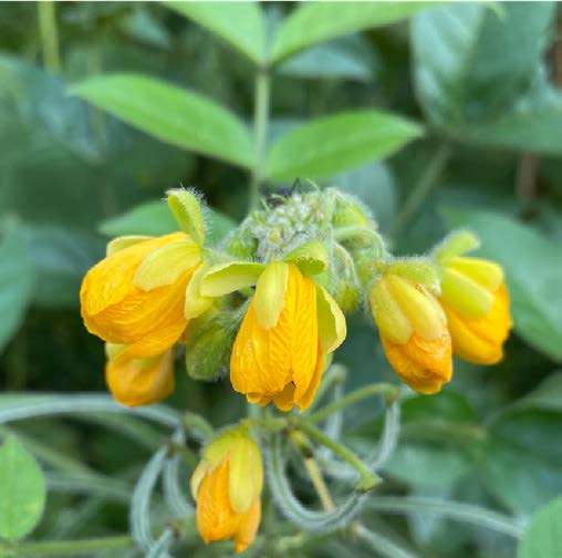 Senna hebecarpa