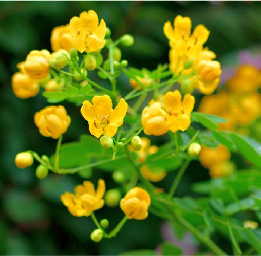 Tagetes