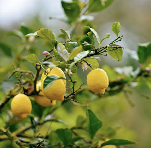 Citrus lemon