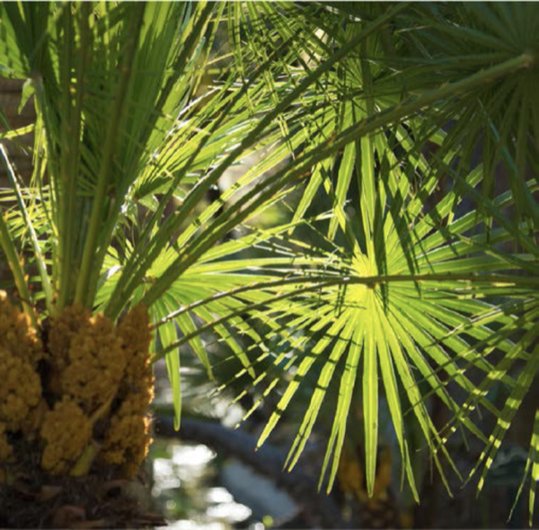 Euphorbia tithymaloides
