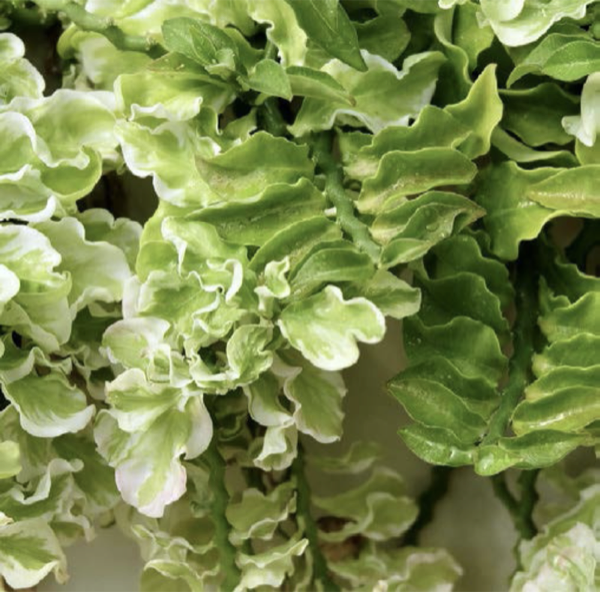 Euphorbia