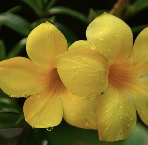 Citrus lemon