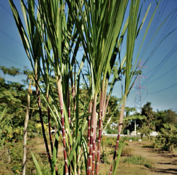 Combretum indicum