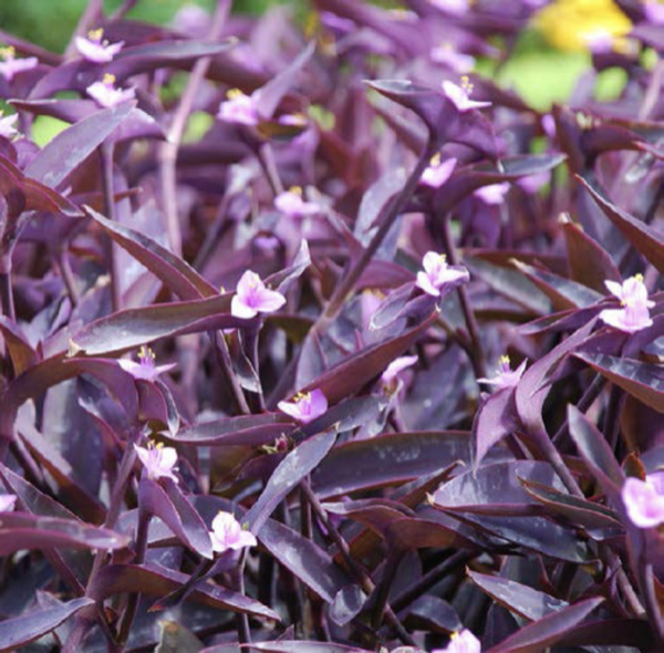 Euphorbia