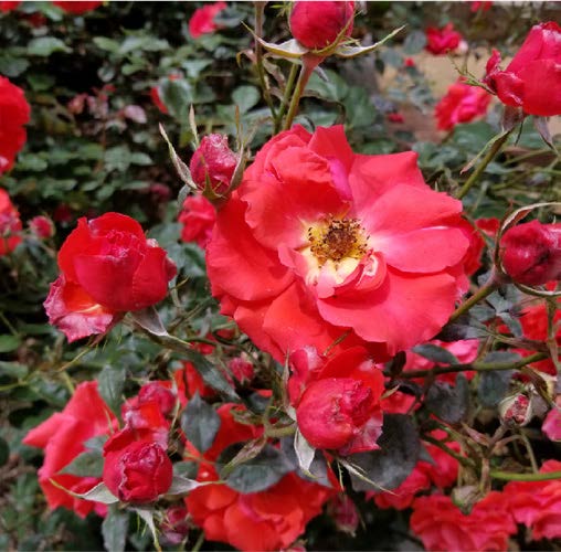 Apocynaceae