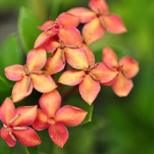 Jasminum sambac