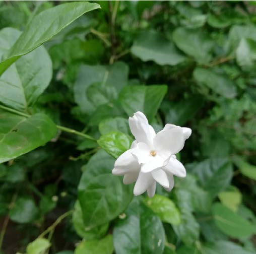 Jatropha integerrima