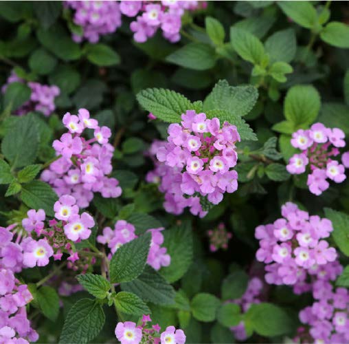 Lantana frutescens