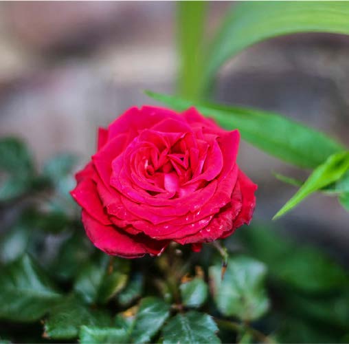 Rosa damascena