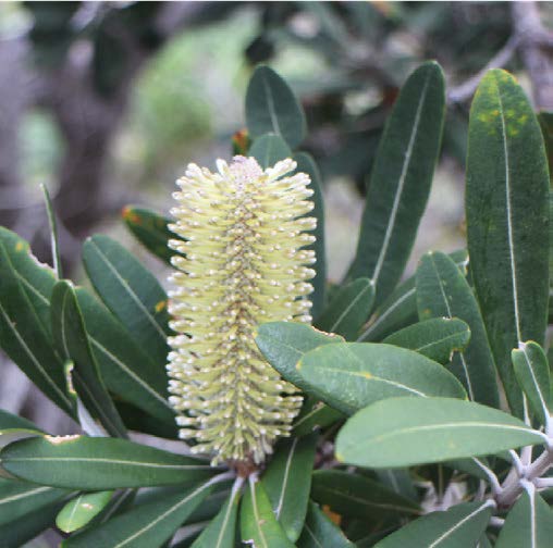 Vitex agnus-castus