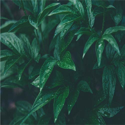 Vitex trifolia