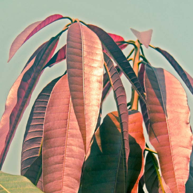 Mangifera indica