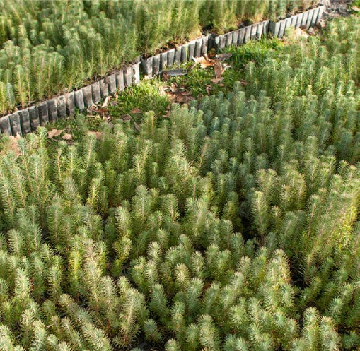 Pinus pinea