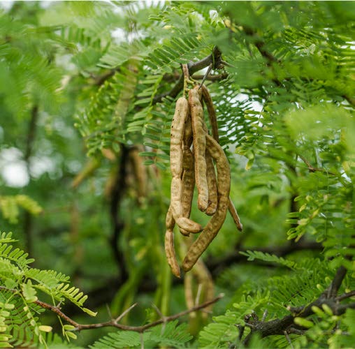 Prosopis cineraria