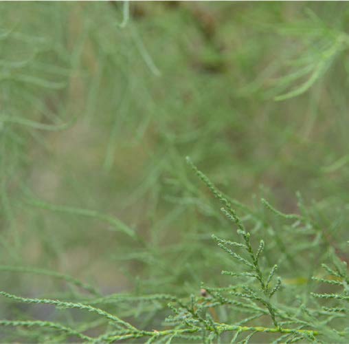 Tamarix aphylla